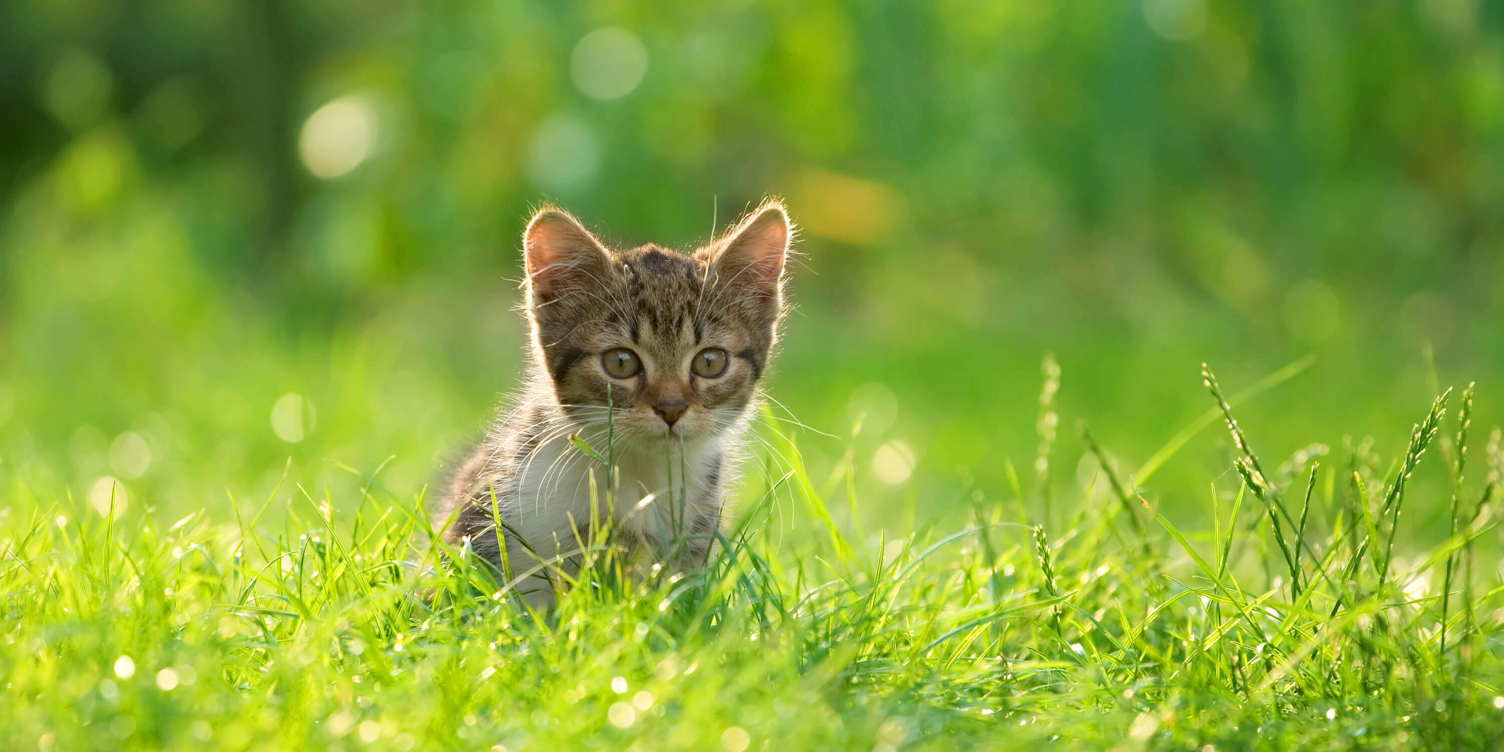 kitten